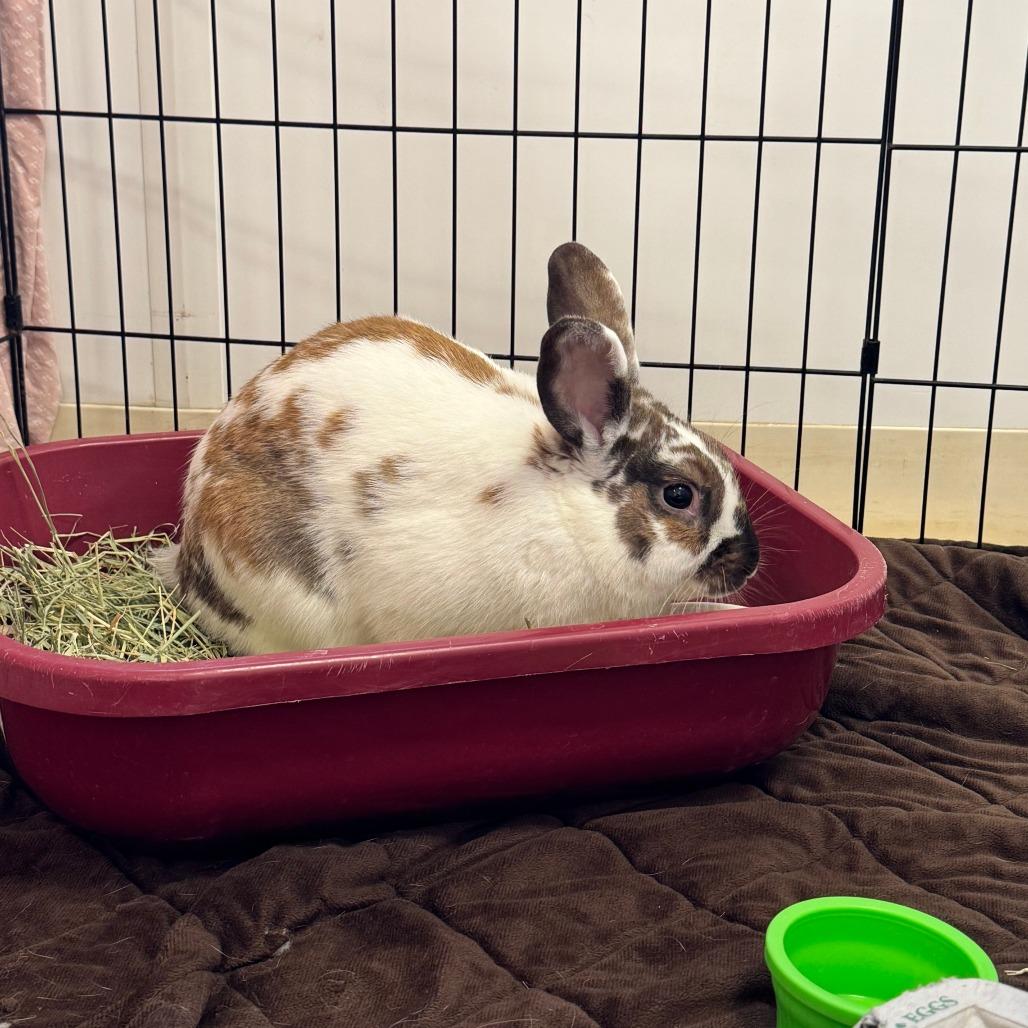 Enlarge Meatball, a Adoptable English Spot in Bedford, NH image 2/2