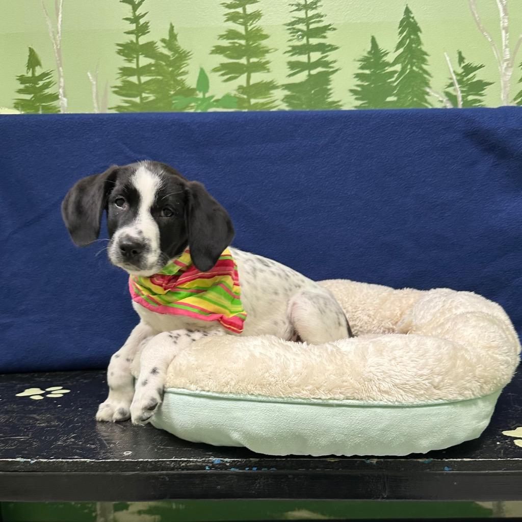 Dudley, Adoptable, Puppy Male Border Collie & Hound.