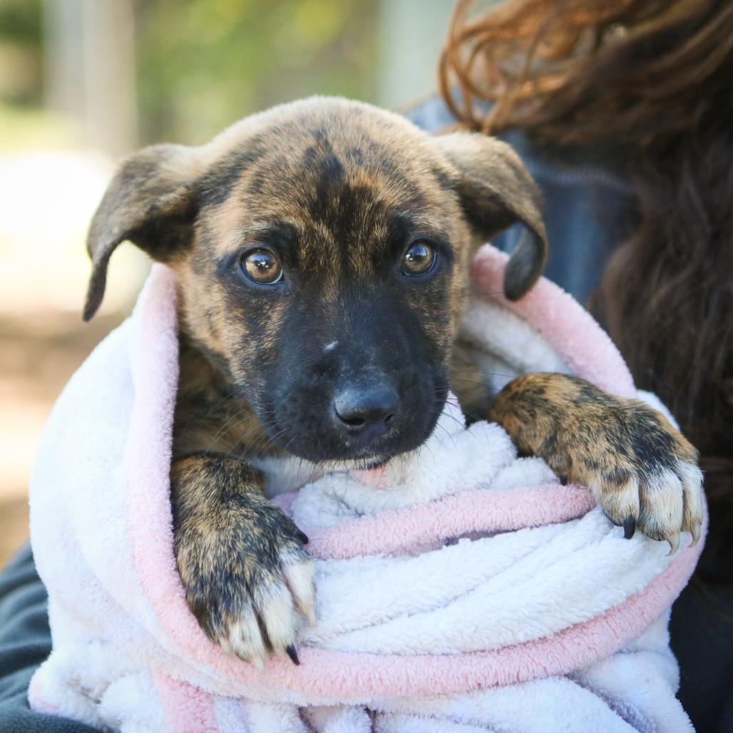 GiGi, Adoptable, Puppy Female Black Mouth Cur.