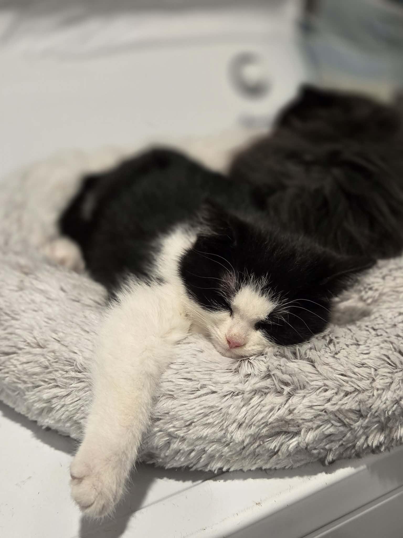 Enlarge Lia, an adopted Domestic Short Hair in Wakefield, QC image 2/5