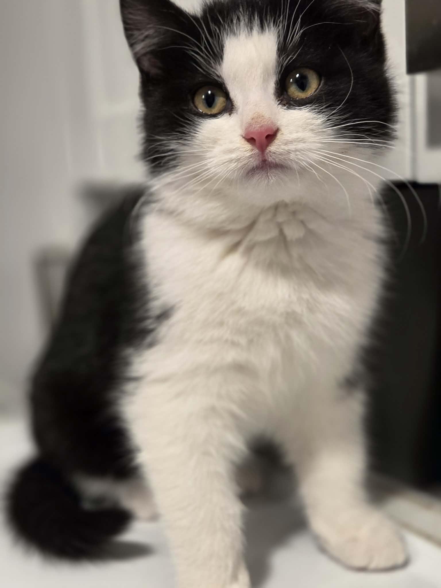 Enlarge Lia, an adopted Domestic Short Hair in Wakefield, QC image 3/5