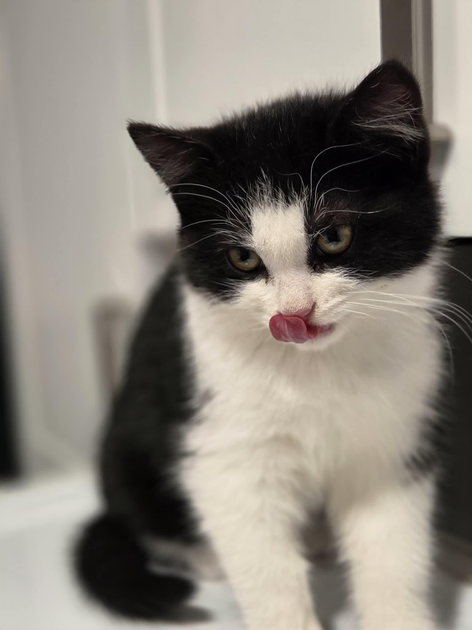 Lia, adopted, Kitten Female Domestic Short Hair.