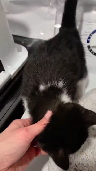 Enlarge Lia, an adopted Domestic Short Hair in Wakefield, QC video 4/5