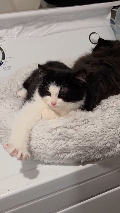 Enlarge Lia, an adopted Domestic Short Hair in Wakefield, QC video 5/5