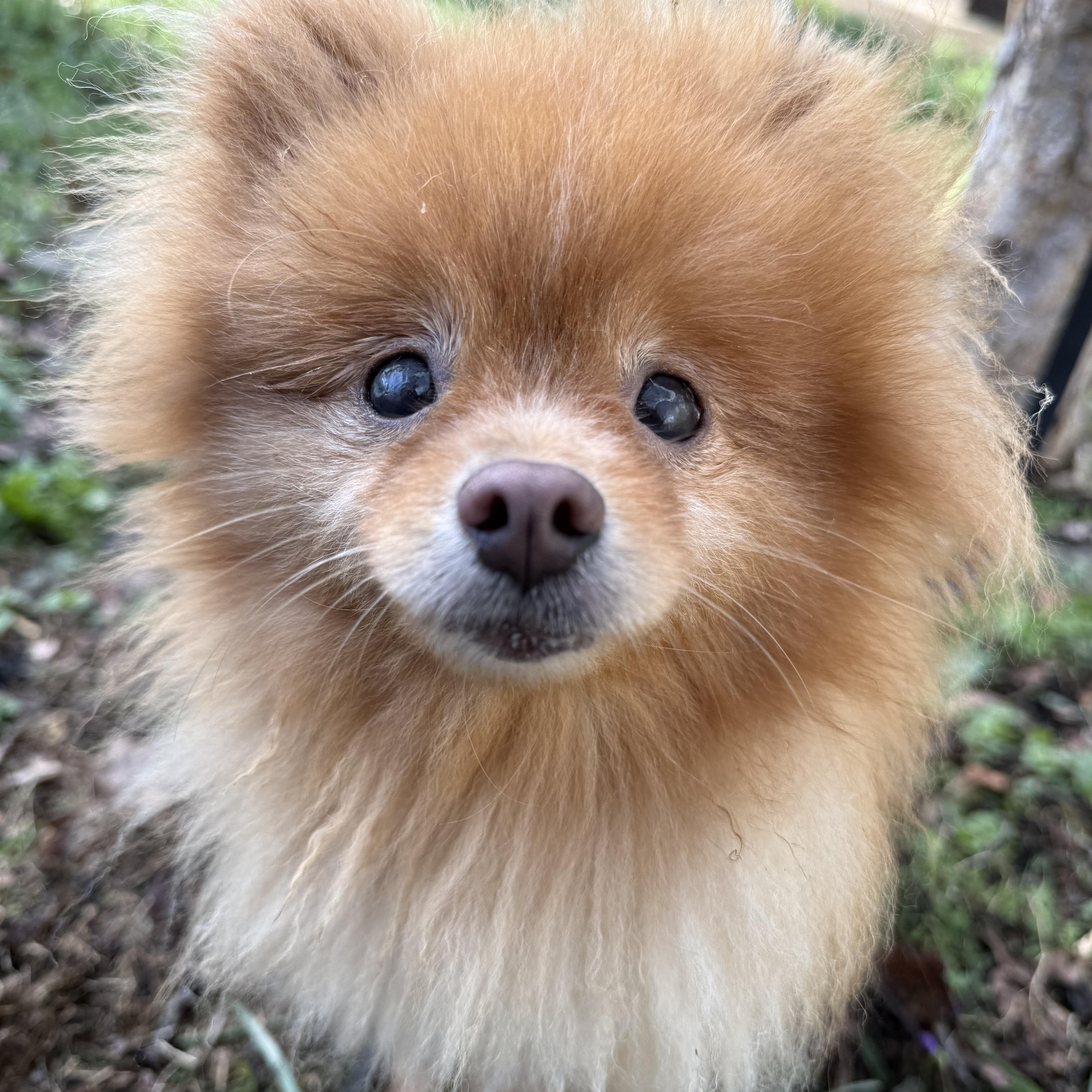Goldie, Adoptable, Adult Female Pomeranian.