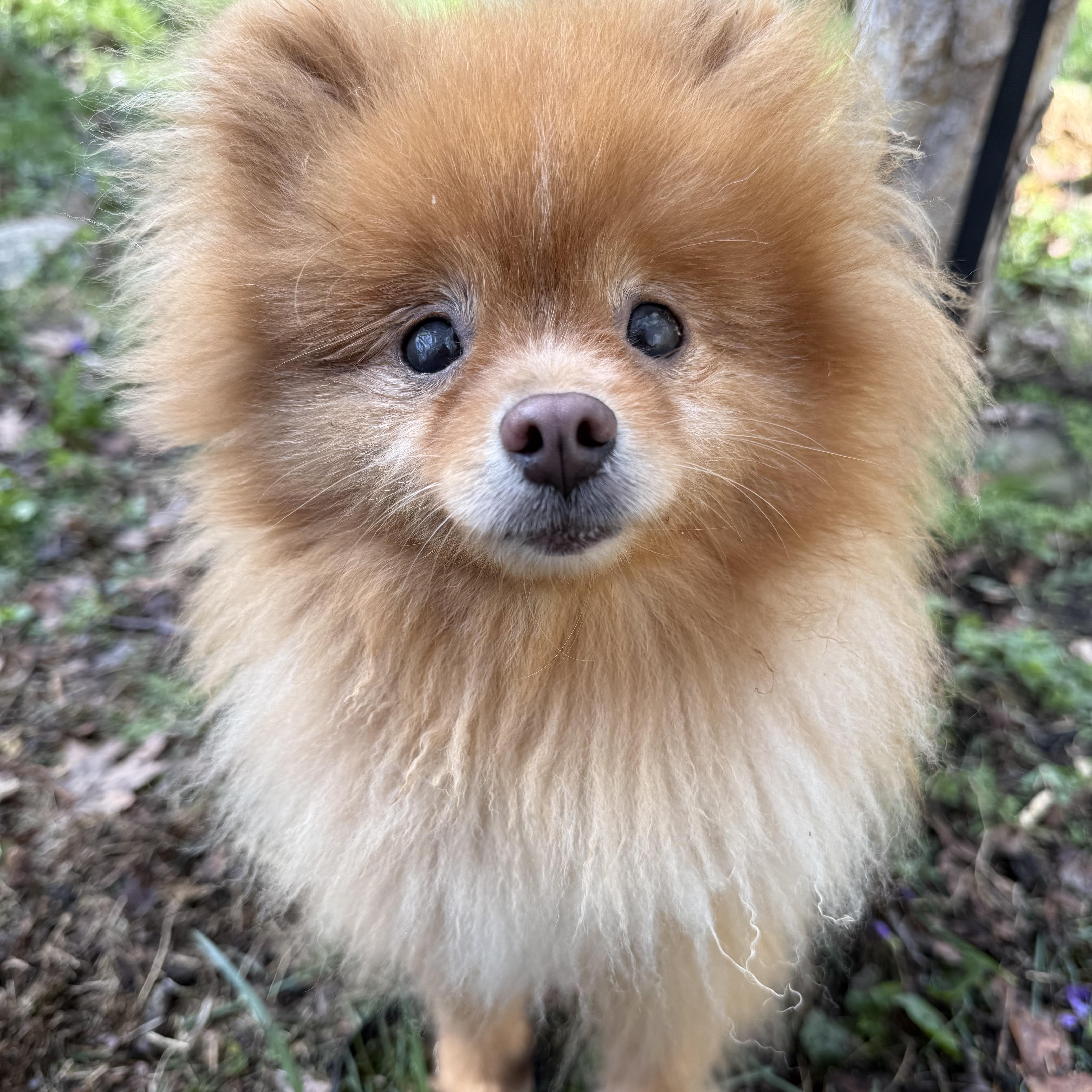 Enlarge Goldie, a Adoptable Pomeranian in Tomkins Cove, NY image 3/5