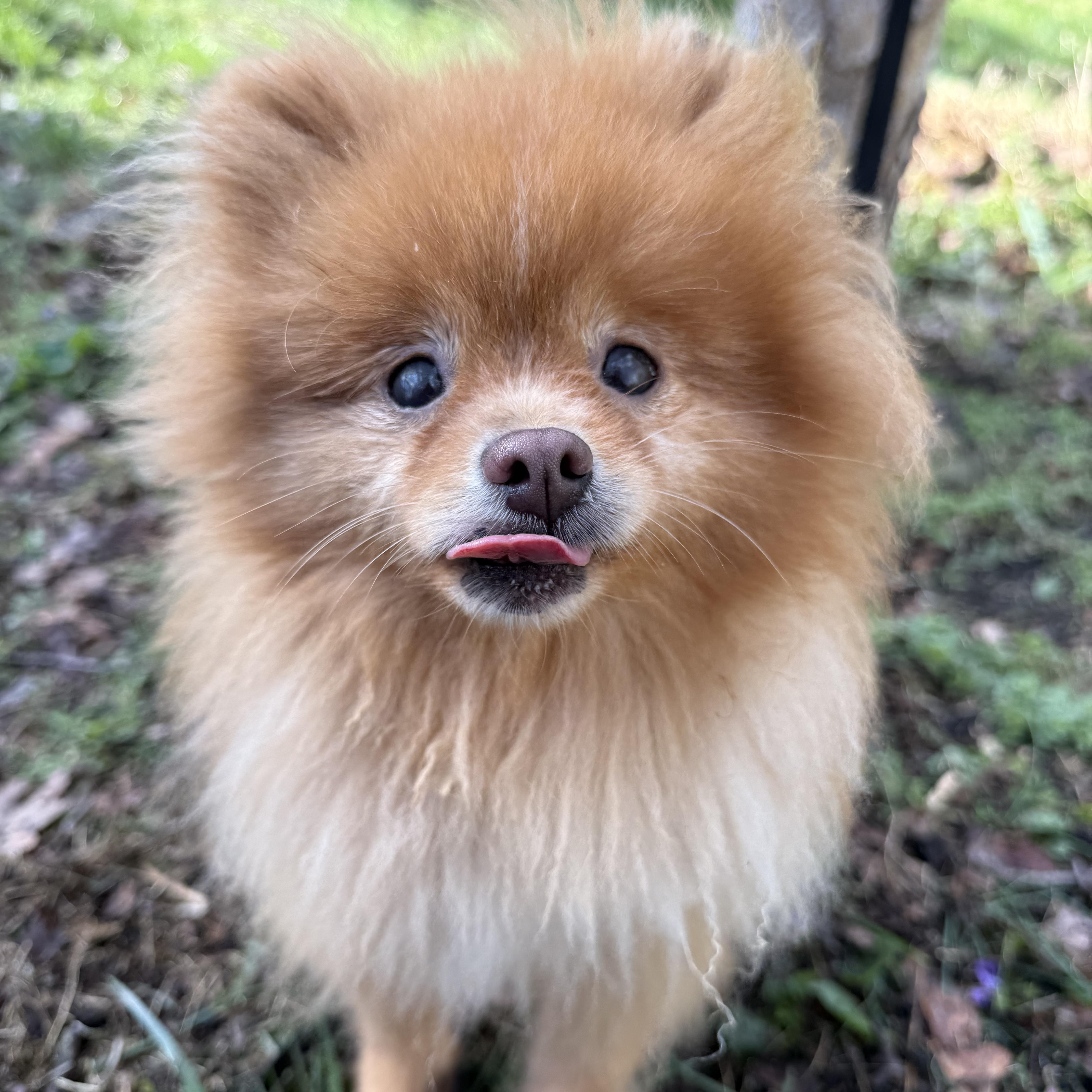 Enlarge Goldie, a Adoptable Pomeranian in Tomkins Cove, NY image 2/5