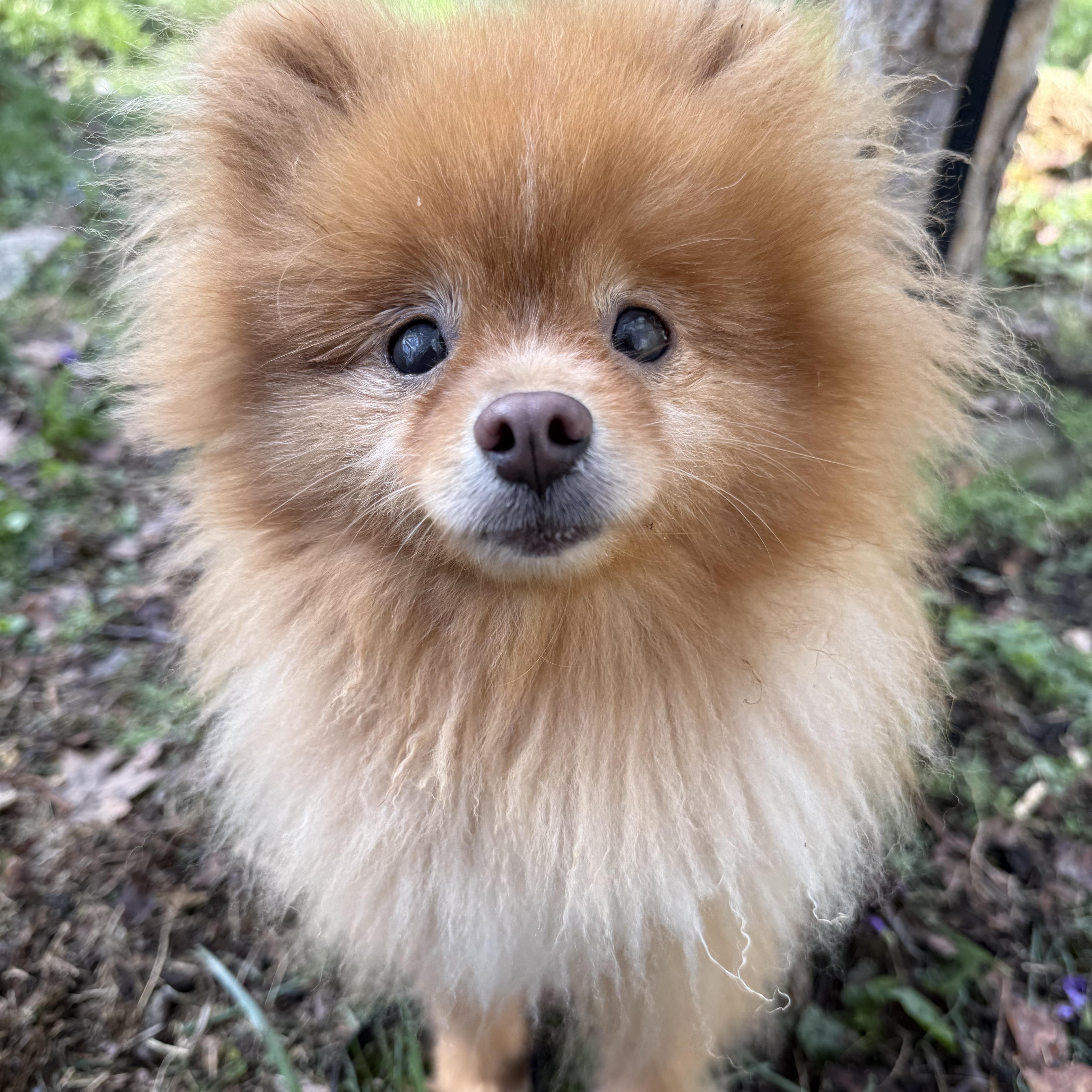 Enlarge Goldie, a Adoptable Pomeranian in Tomkins Cove, NY image 4/5