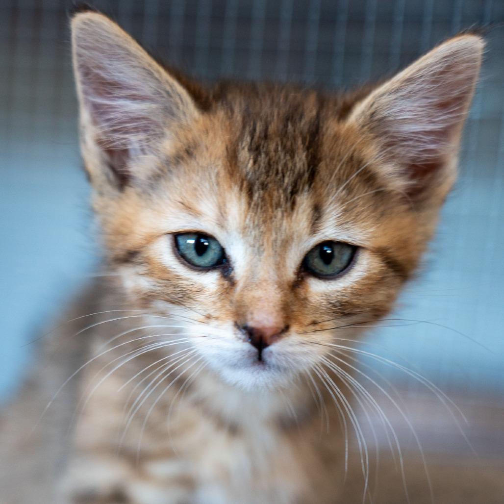 Enlarge Rosa, a Adoptable Domestic Medium Hair in Durango, CO image 3/6