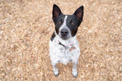 Enlarge Mickey, a Adoptable mixed breed in Carrollton, TX image 1/3