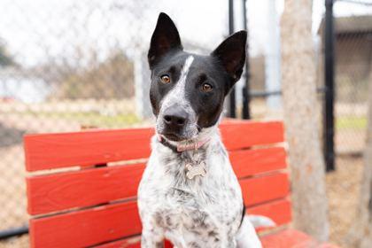 Enlarge Mickey, a Adoptable mixed breed in Carrollton, TX image 2/3