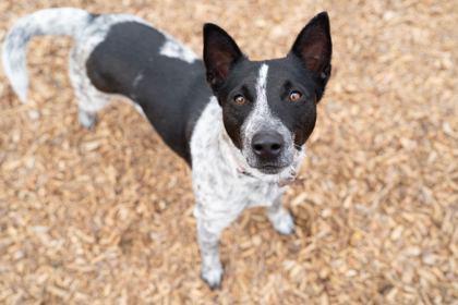 Enlarge Mickey, a Adoptable mixed breed in Carrollton, TX image 3/3