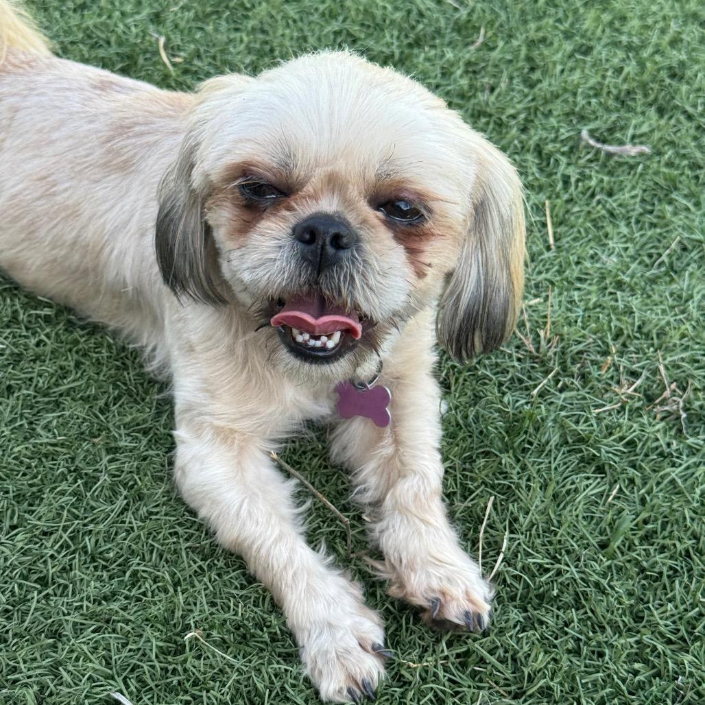 Enlarge DeeDee, a Adoptable Shih Tzu in Phoenix, AZ image 1/1