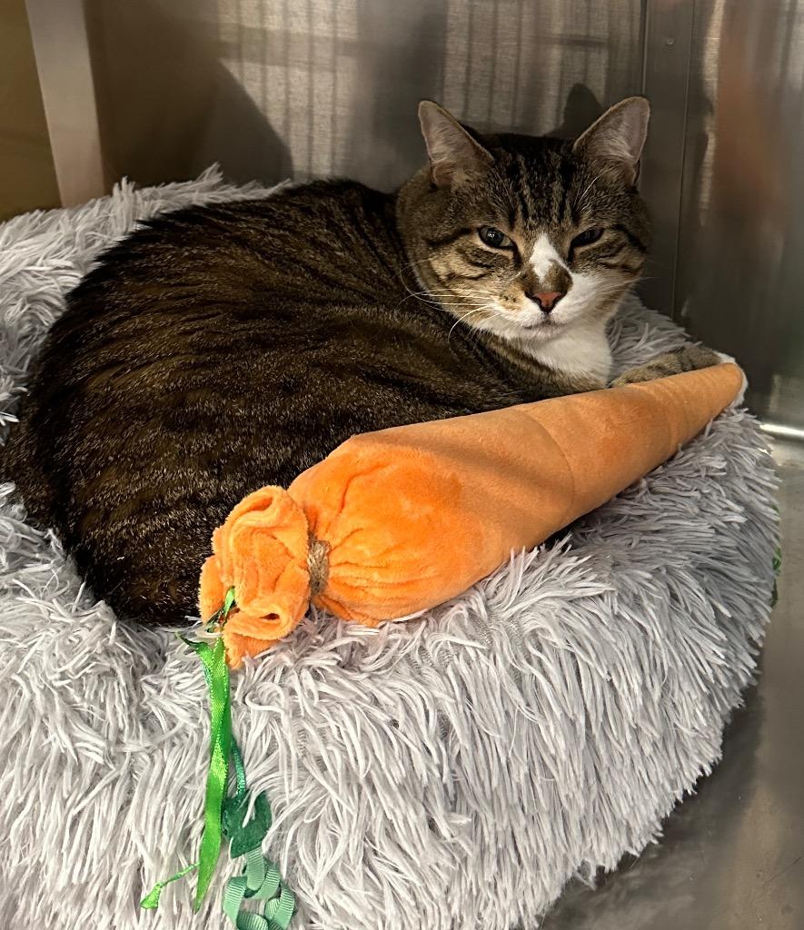 Enlarge Biko, a Adoptable mixed breed in Ewing, NJ image 2/6