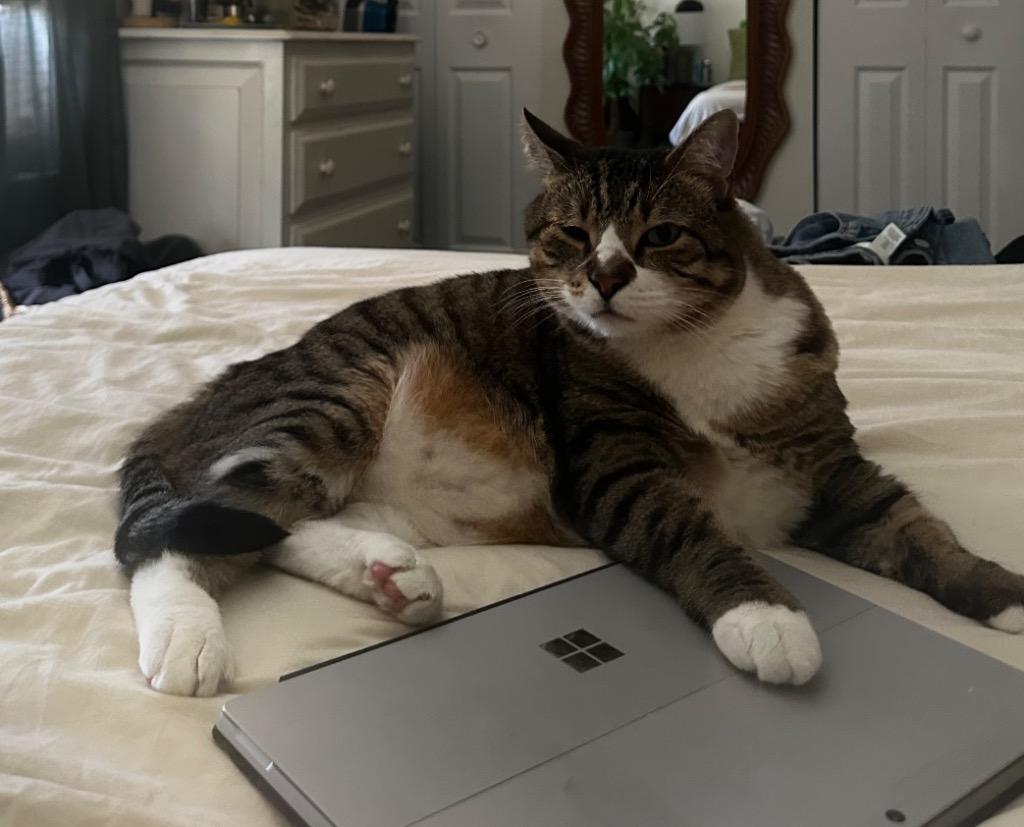 Enlarge Biko, a Adoptable mixed breed in Ewing, NJ image 3/6