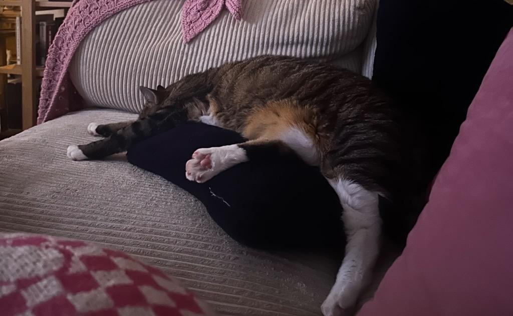 Enlarge Biko, a Adoptable mixed breed in Ewing, NJ image 3/6