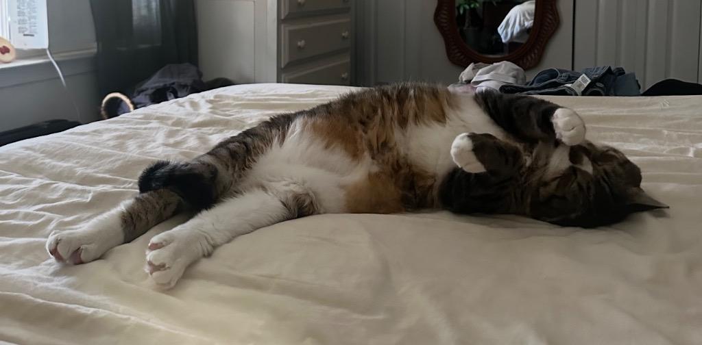 Enlarge Biko, a Adoptable mixed breed in Ewing, NJ image 5/6