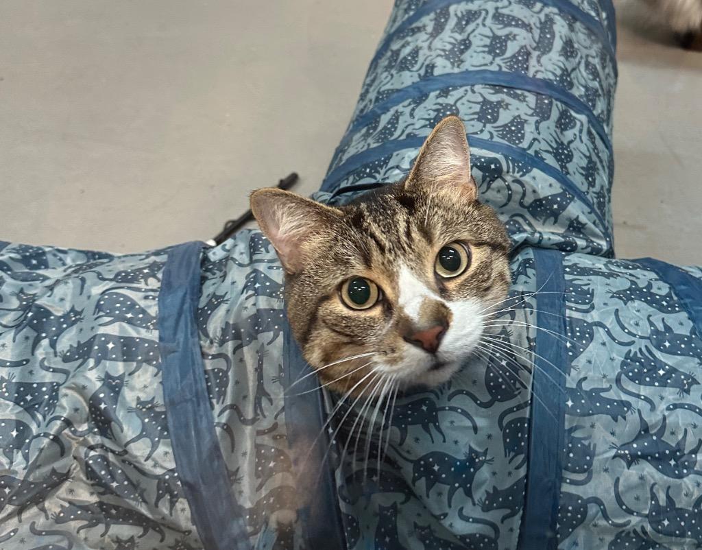 Biko — thumbnail 6