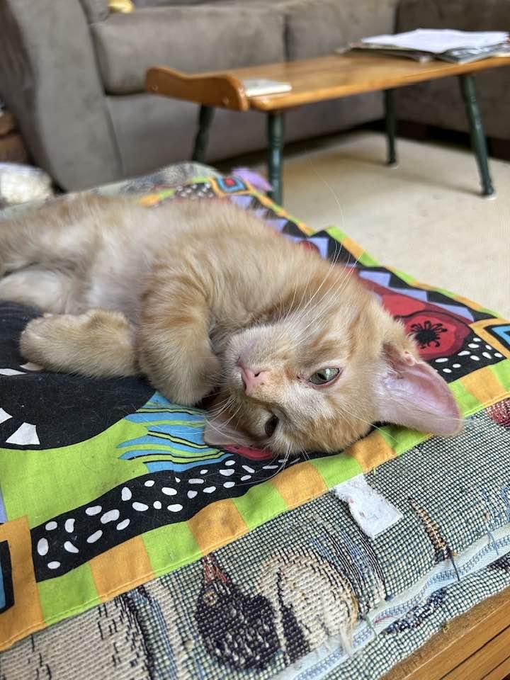 Enlarge Roo & Cinnamon Toast, a Adopted Domestic Medium Hair in Portland, ME image 2/4