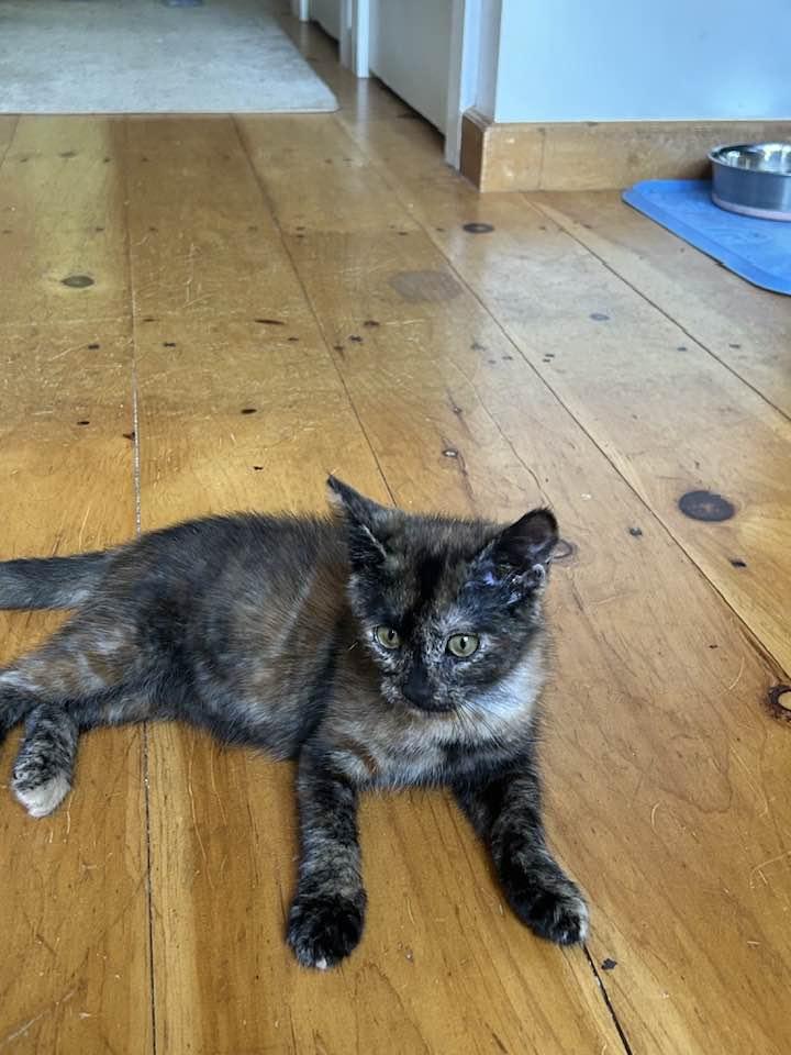 Enlarge Roo & Cinnamon Toast, a Adopted Domestic Medium Hair in Portland, ME image 3/4