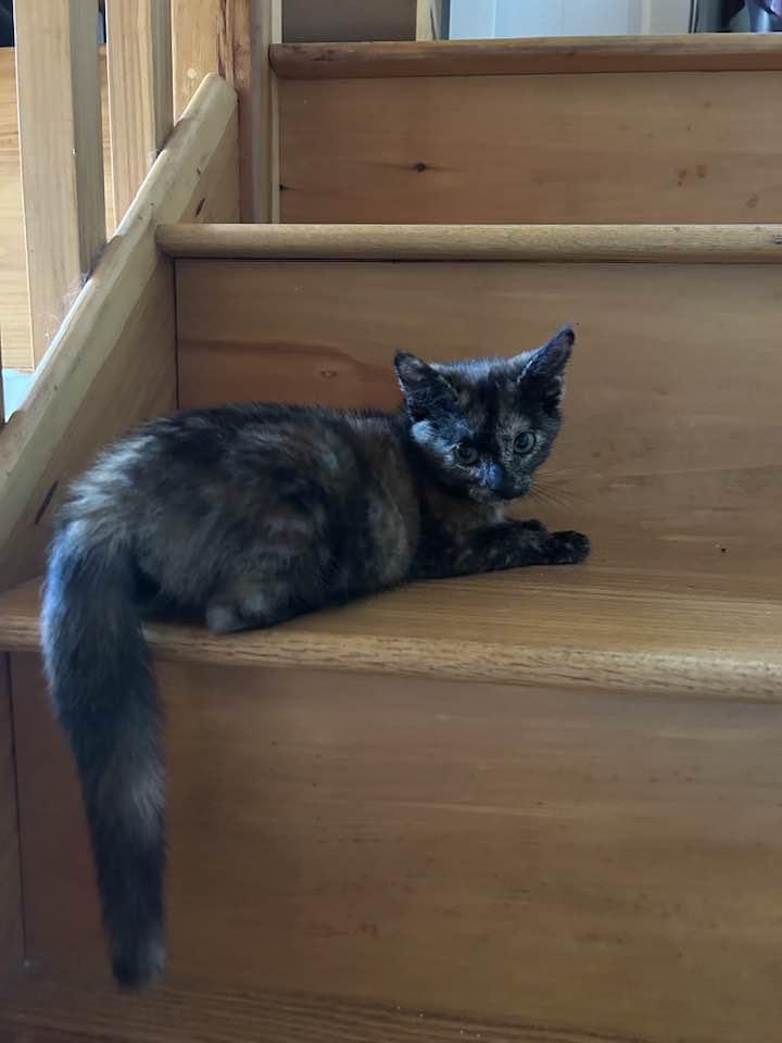 Enlarge Roo & Cinnamon Toast, a Adopted Domestic Medium Hair in Portland, ME image 4/4