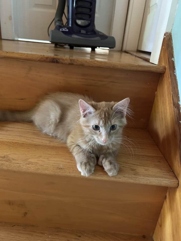 Roo & Cinnamon Toast, Adopted, Kitten Male Domestic Medium Hair.