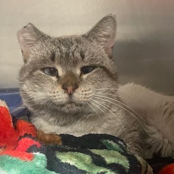 Dobby — thumbnail 2