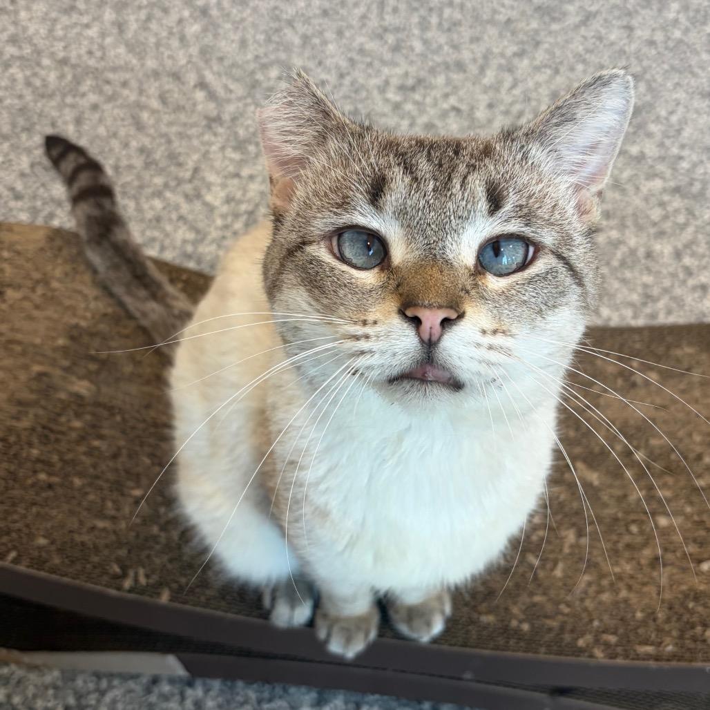 Dobby — thumbnail 3