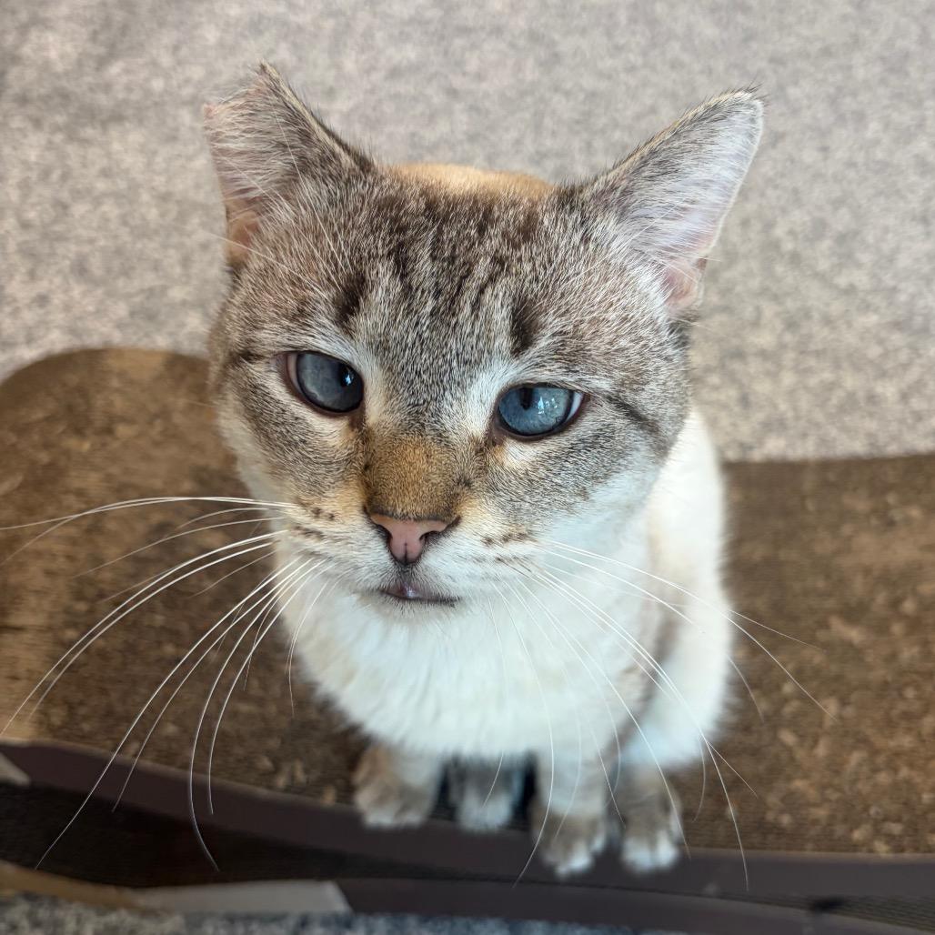 Dobby — thumbnail 4