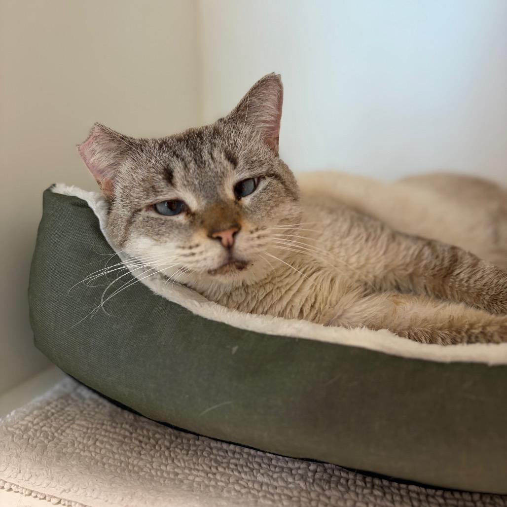 Dobby — thumbnail 5