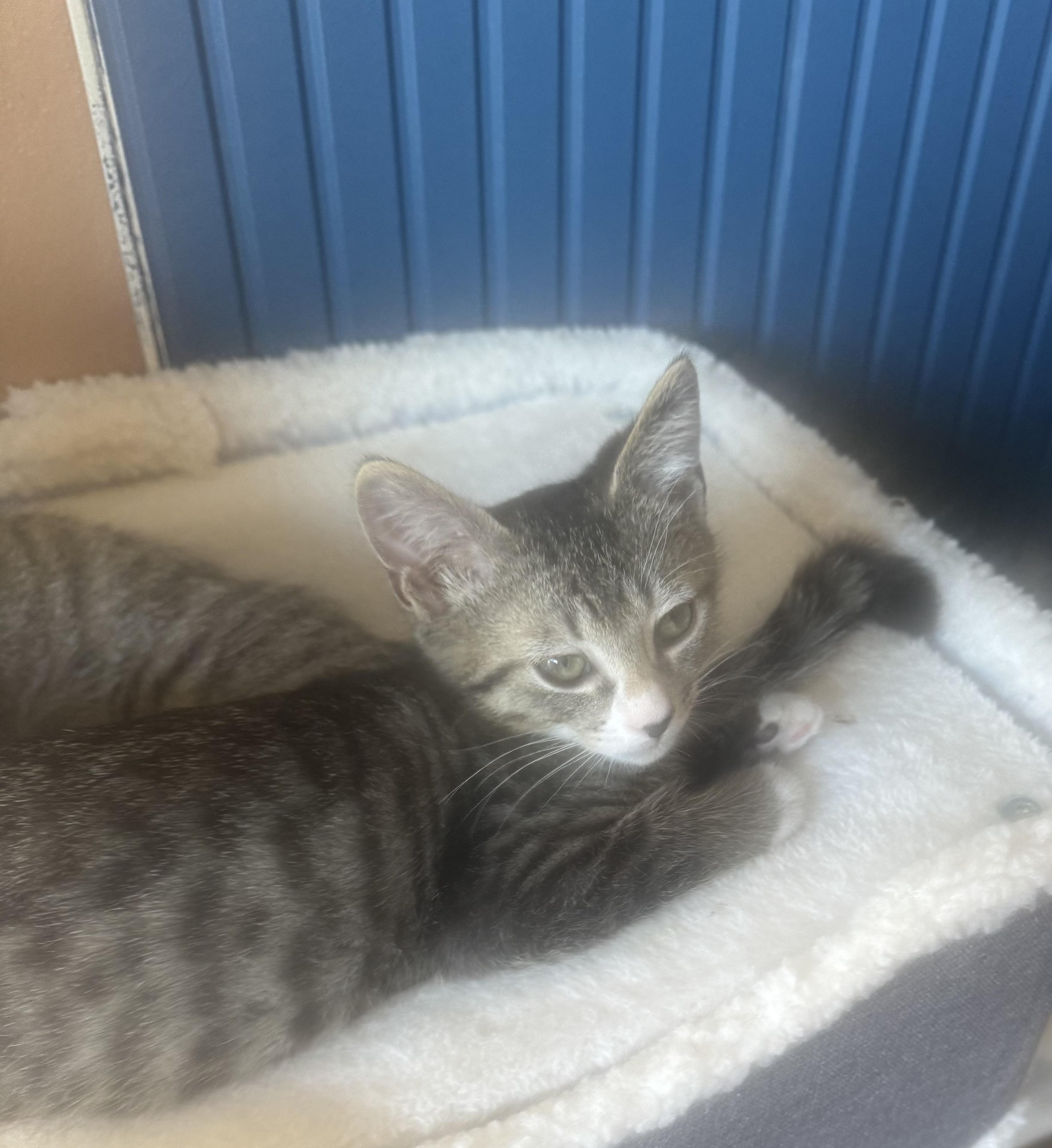 Jack, a Adoptable Domestic Short Hair in Bonney Lake, WA image 2/5