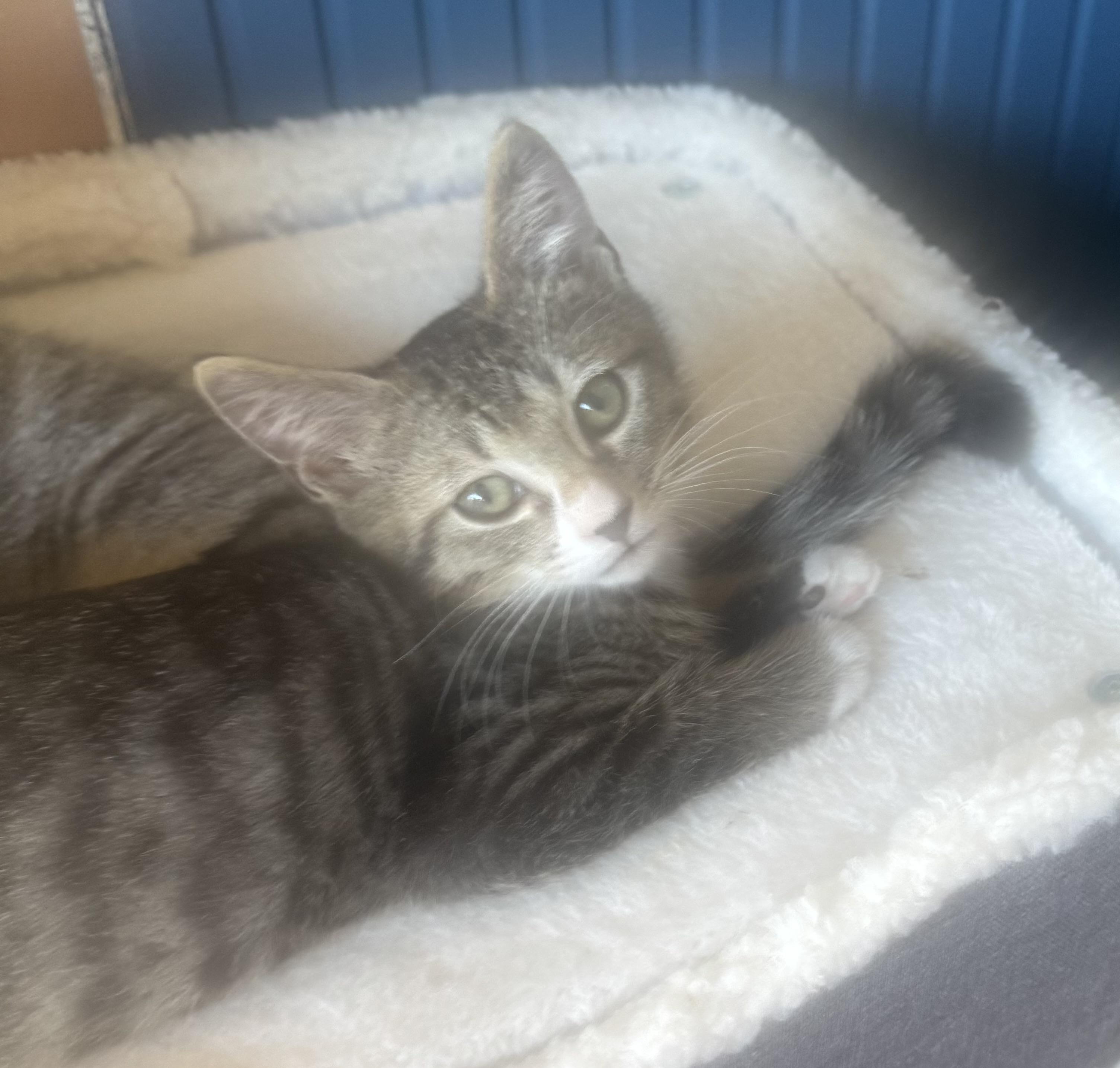 Jack, a Adoptable Domestic Short Hair in Bonney Lake, WA image 1/5