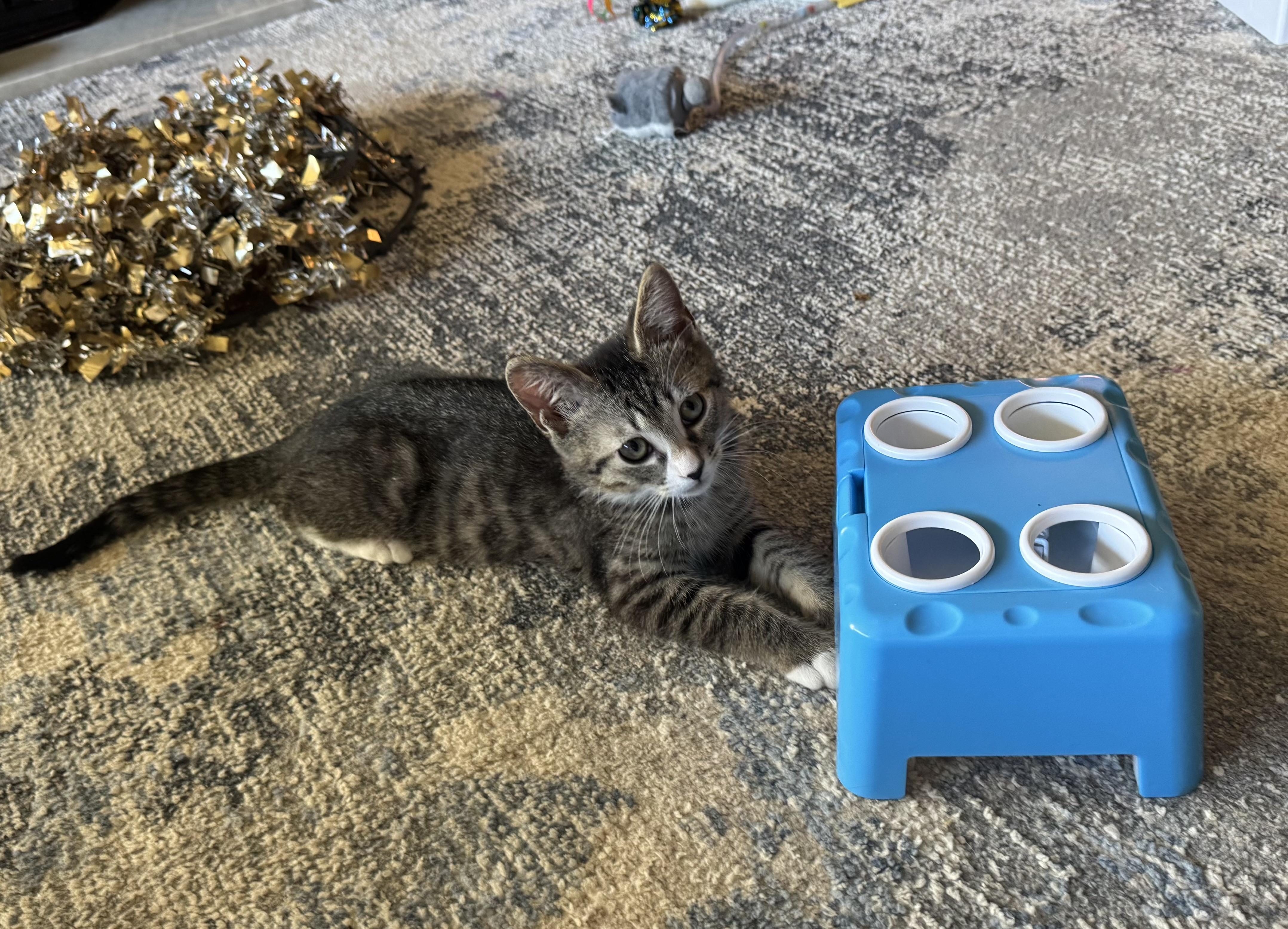 Jack, a Adoptable Domestic Short Hair in Bonney Lake, WA image 5/5