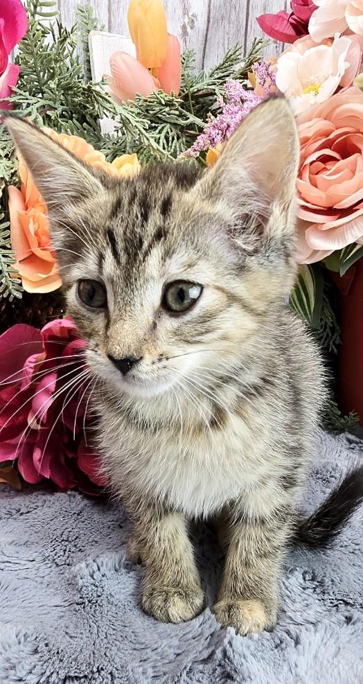 Coconut, a Adoptable Domestic Short Hair in Hagerstown, MD image 4/4