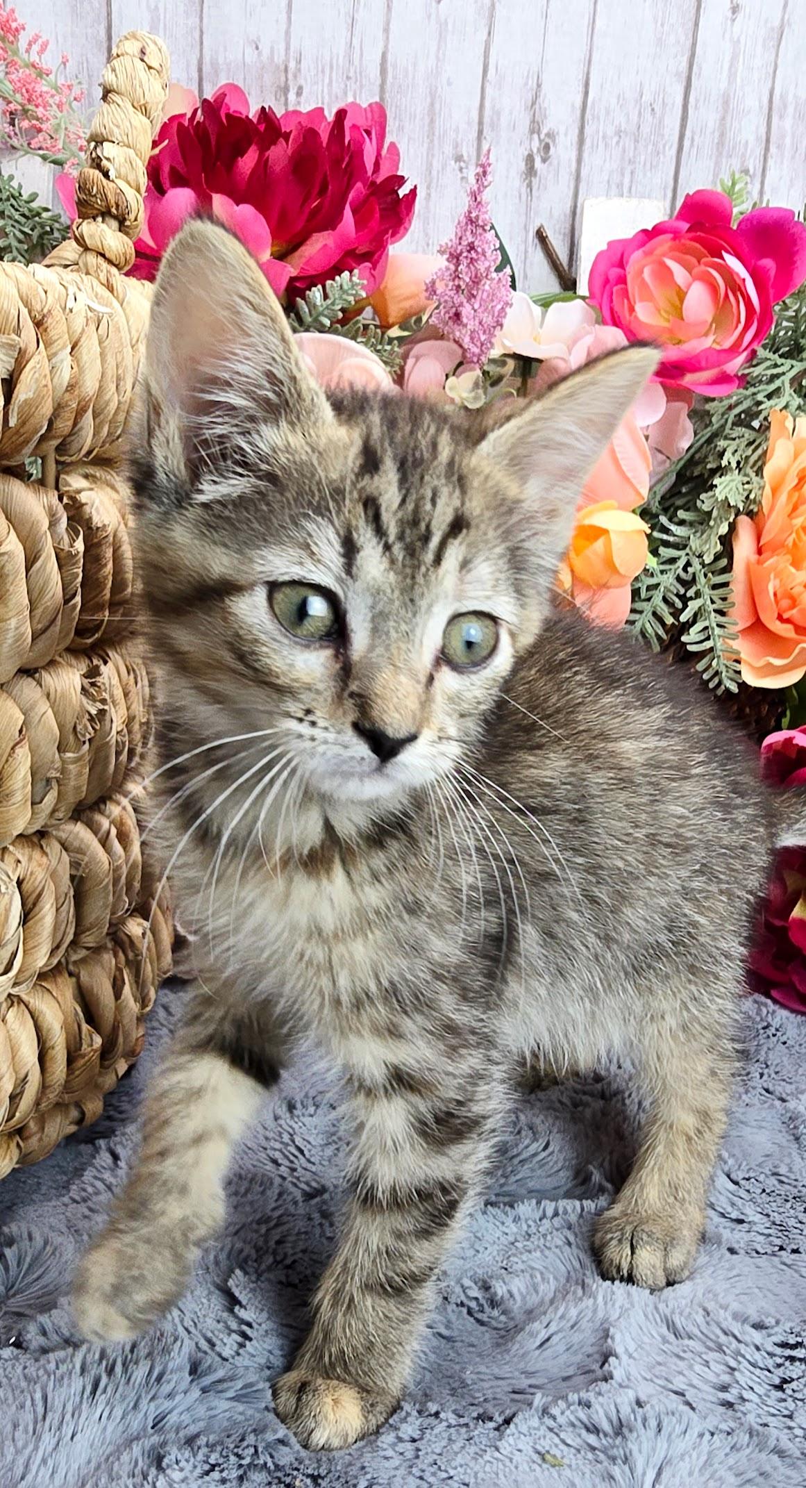 Coconut, a Adoptable Domestic Short Hair in Hagerstown, MD image 2/4