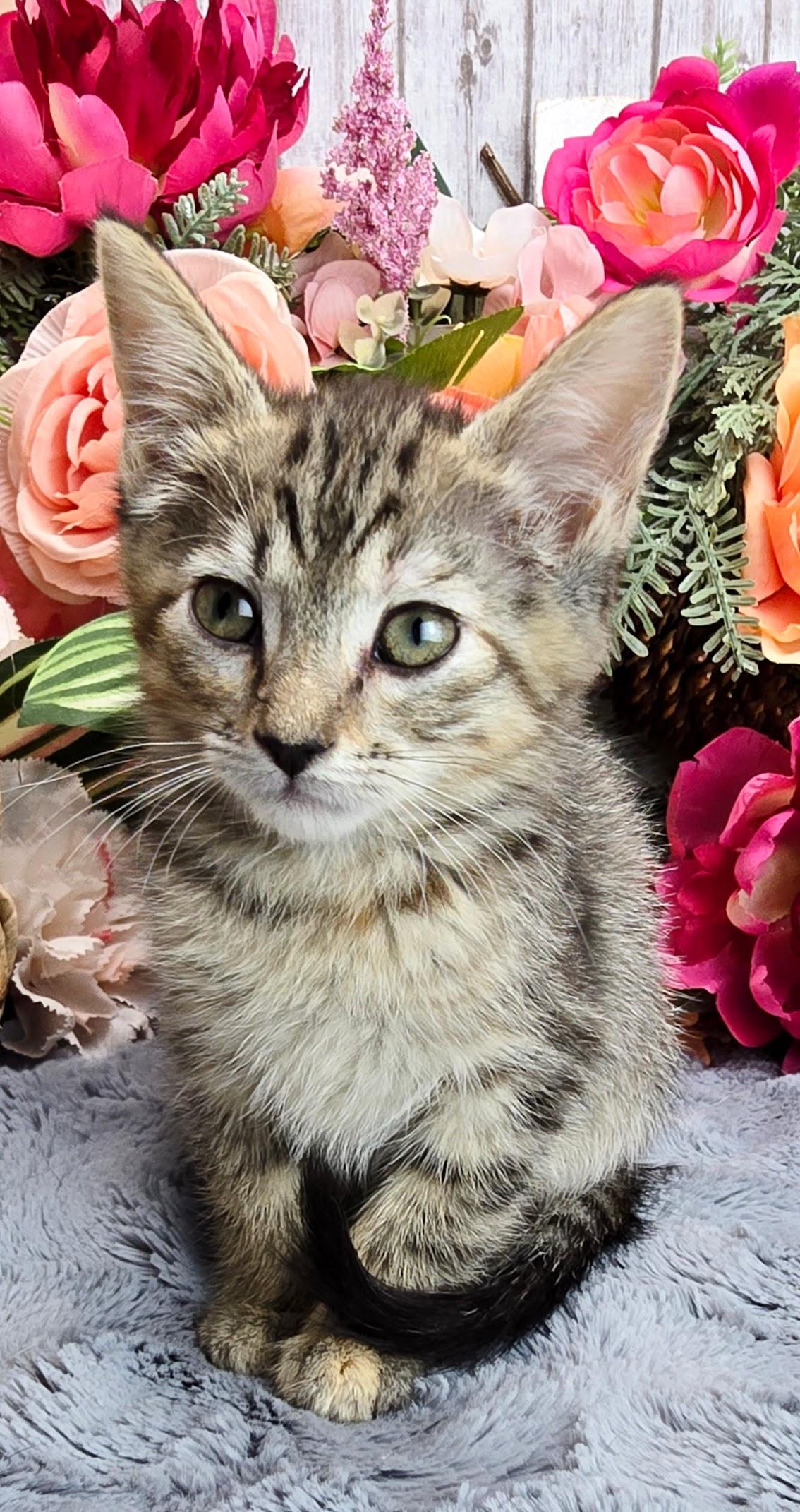 Coconut, a Adoptable Domestic Short Hair in Hagerstown, MD image 3/4
