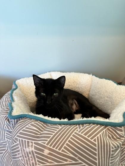 Buttercup — thumbnail 2