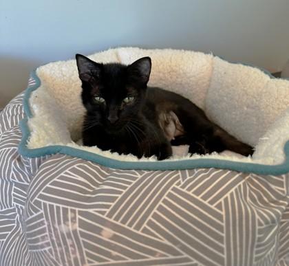 Buttercup — thumbnail 3