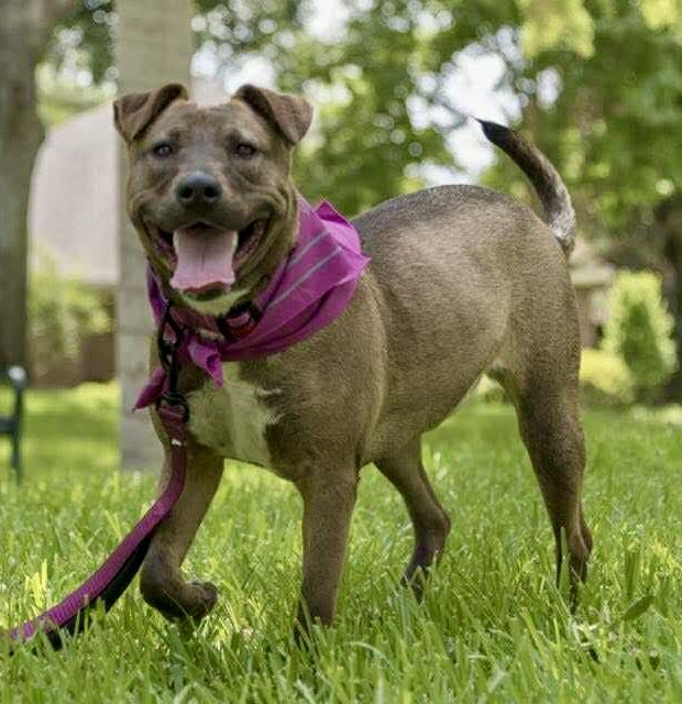 Enlarge Gina, a Adoptable mixed breed in Cheektowaga, NY image 1/6