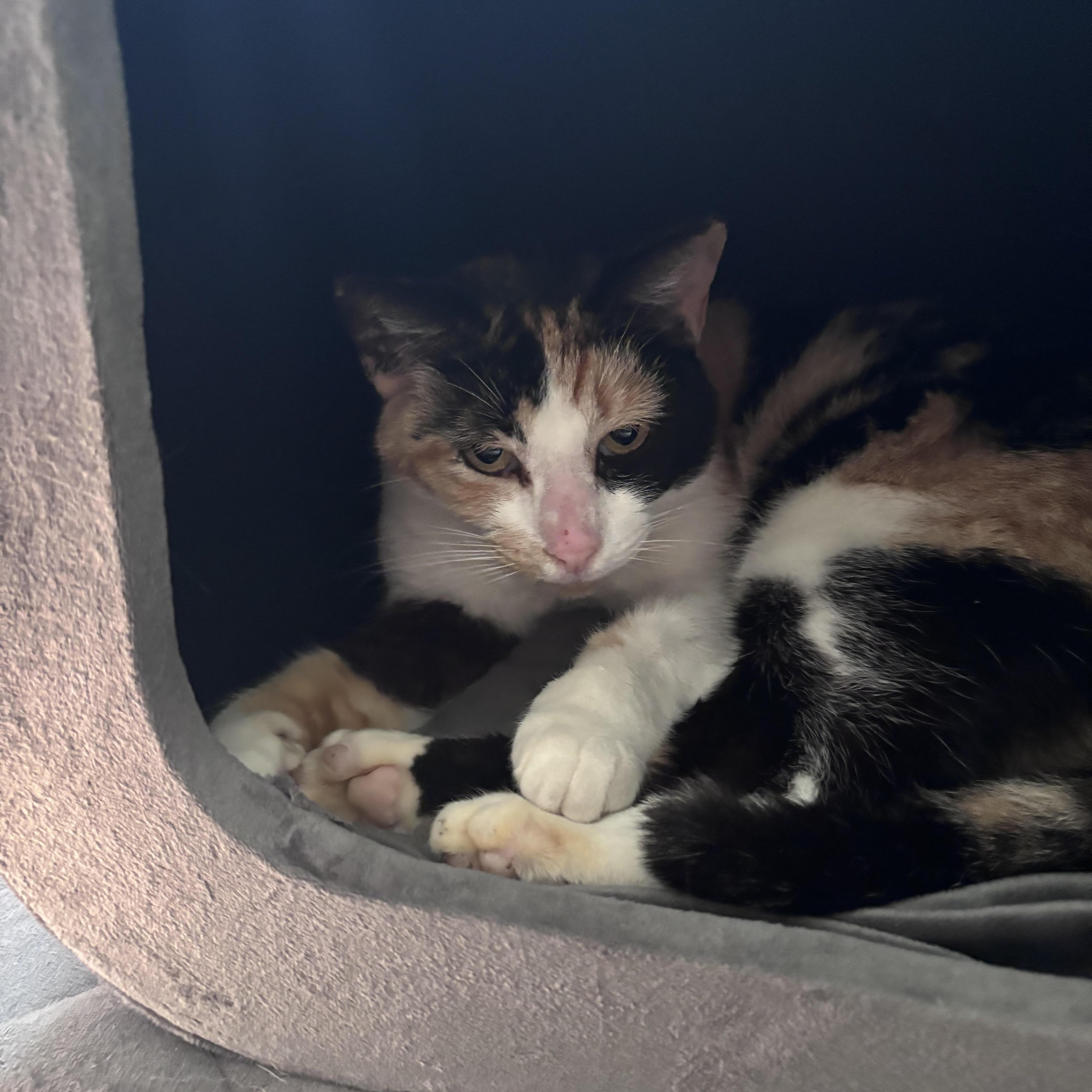 Cali, Young Female Calico