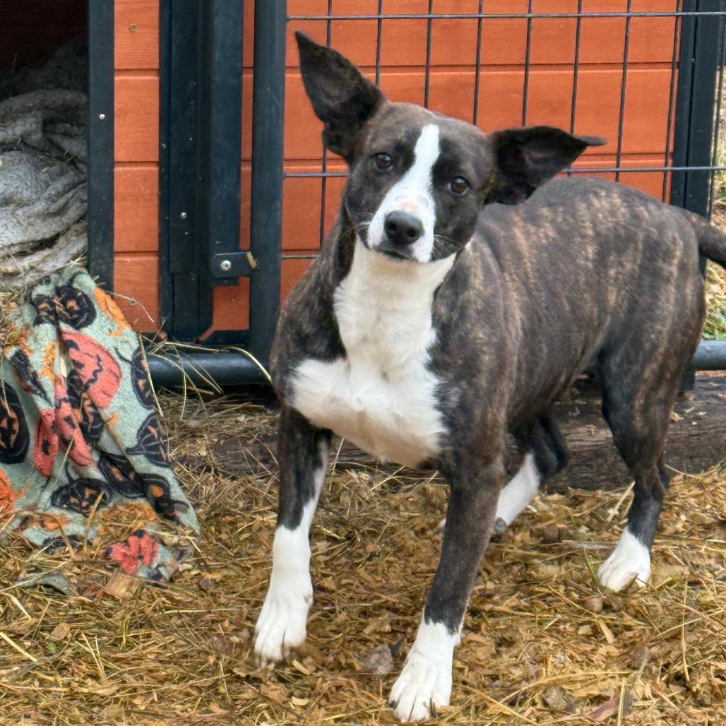 Enlarge Rey, a Adoptable mixed breed in Galax, VA image 1/1