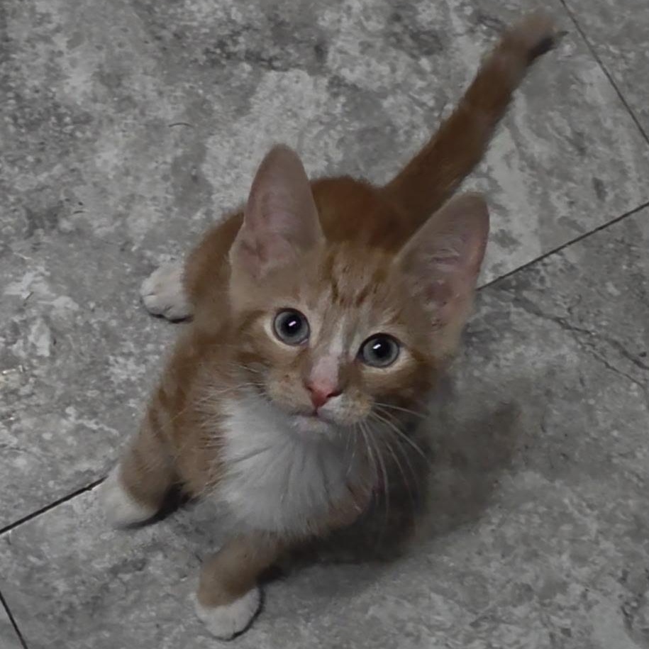 Prince Charming, a ADOPTABLE Domestic Short Hair in Reisterstown, MD image 5/5