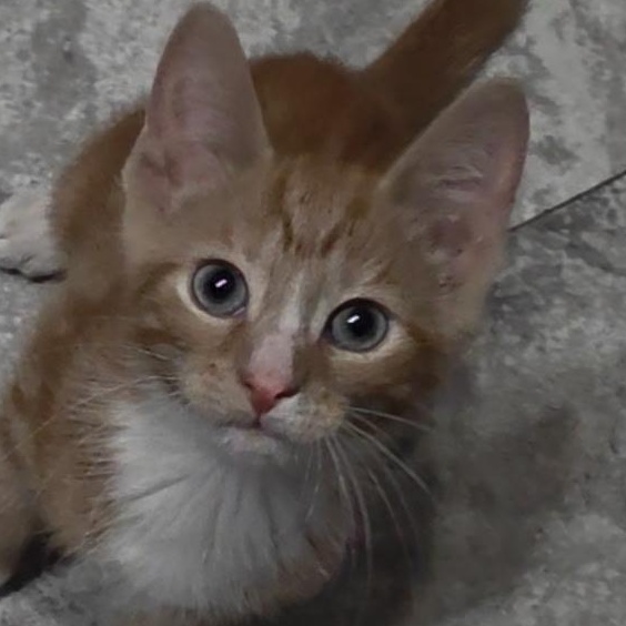 Prince Charming, a ADOPTABLE Domestic Short Hair in Reisterstown, MD image 1/5
