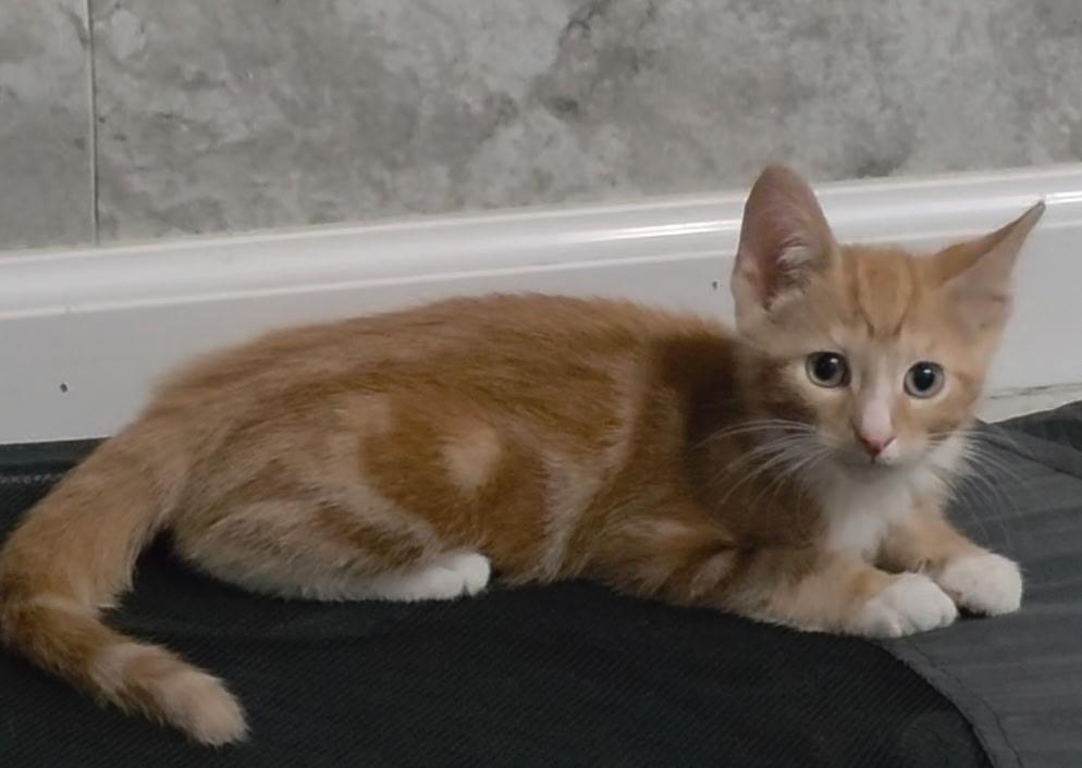 Prince Charming, a ADOPTABLE Domestic Short Hair in Reisterstown, MD image 3/5