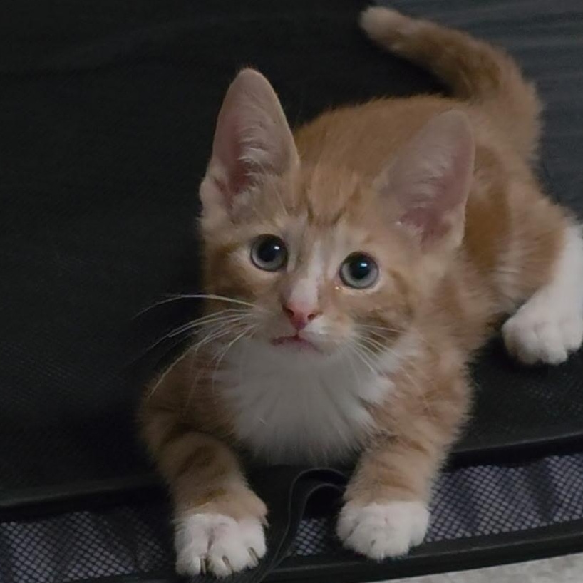Prince Charming, a ADOPTABLE Domestic Short Hair in Reisterstown, MD image 2/5