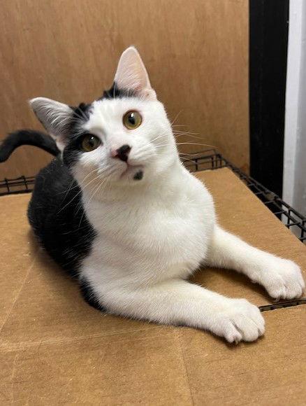 ***Clemems*** CL, Adoptable, Young Male Domestic Short Hair.