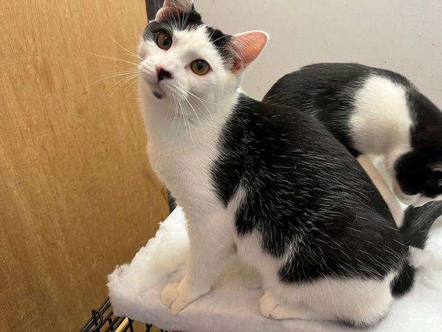 Enlarge ***Clemems*** CL, a Adoptable Domestic Short Hair in Kansas City, MO image 2/2