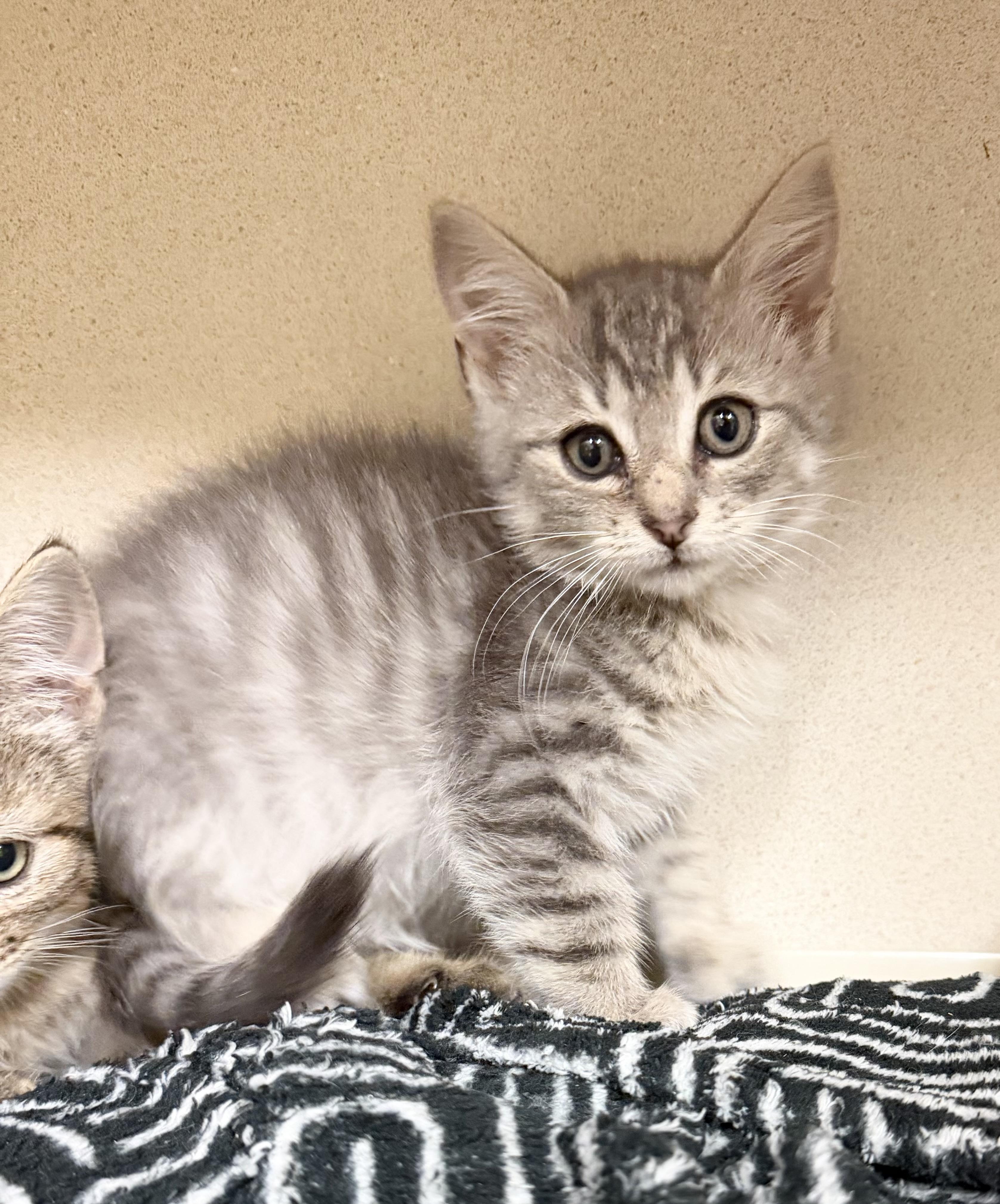 Shane, Adoptable, Kitten Male Domestic Short Hair.