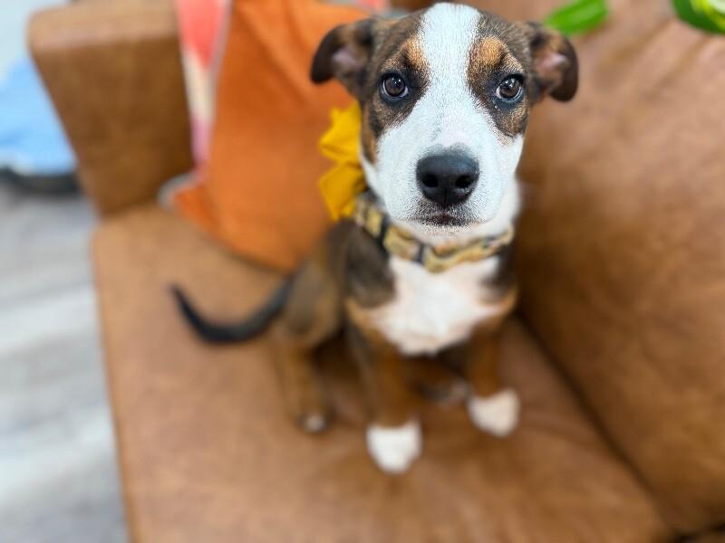 Delilah Belle Tenderheart