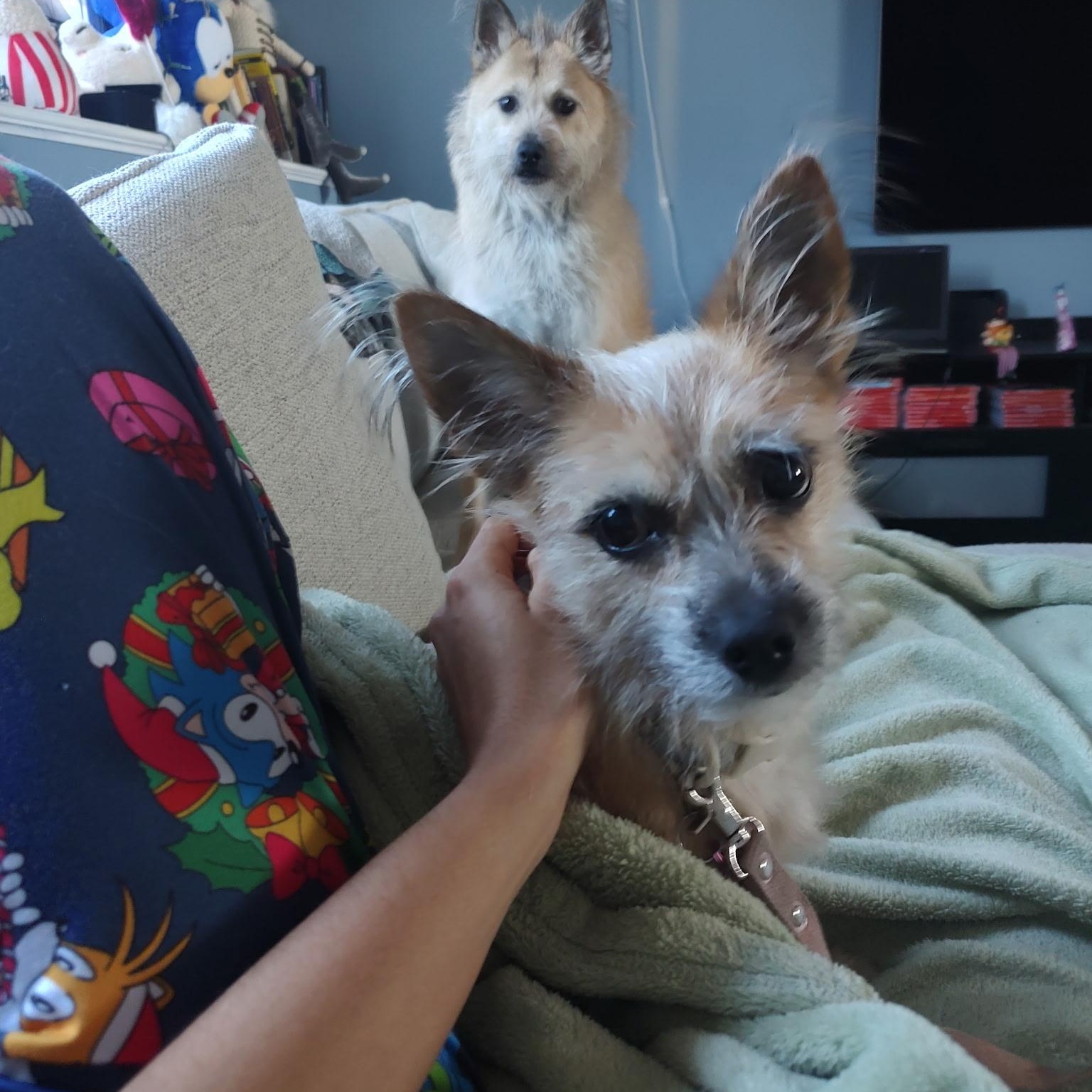 Enlarge Tol , an adopted mixed breed in Providence , RI image 2/6